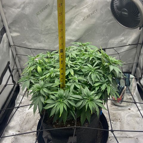 Gush Mintz growlog photo: -8:48pm