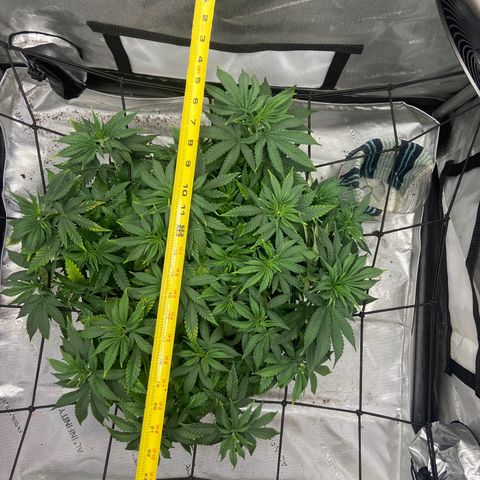 Gush Mintz growlog photo: -8:48pm