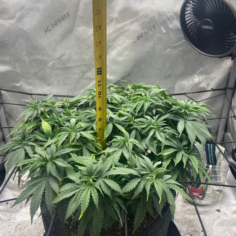 Gush Mintz growlog timeline photo
