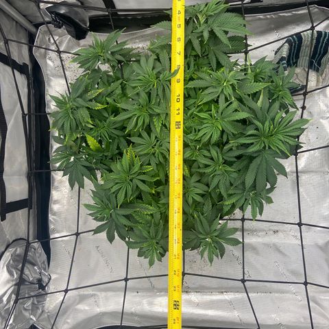 Gush Mintz growlog timeline photo