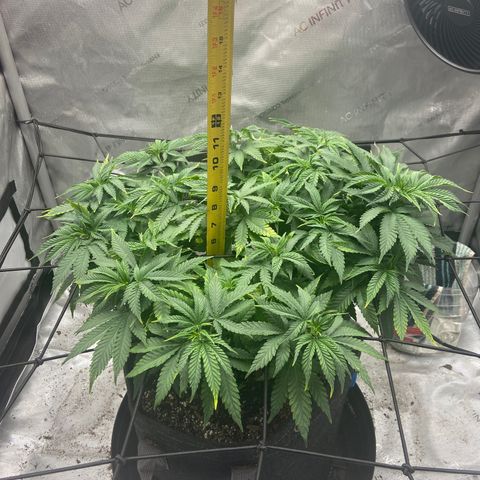 Gush Mintz growlog photo: -9:25pm
