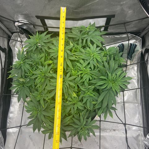 Gush Mintz growlog photo: -9:25pm