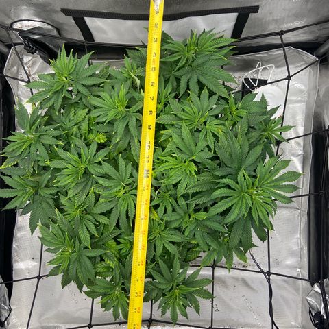 Gush Mintz growlog photo: -7:34pm