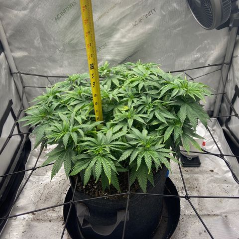 Gush Mintz growlog photo: -7:24pm