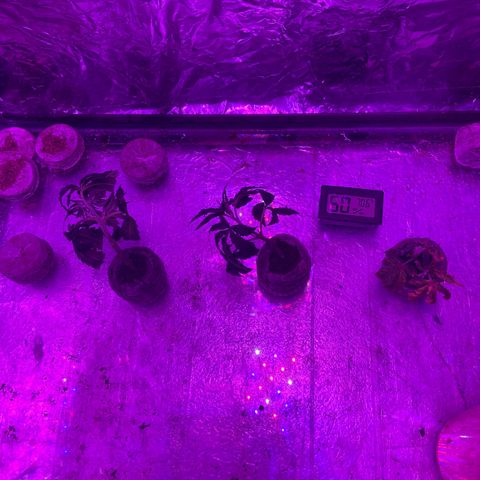 Gush Mintz Clone #1 growlog timeline photo