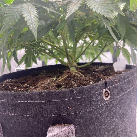 Gush Mintz growlog photo: 4:28pm