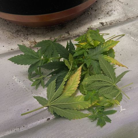 Gush Mintz growlog photo: -4:28pm