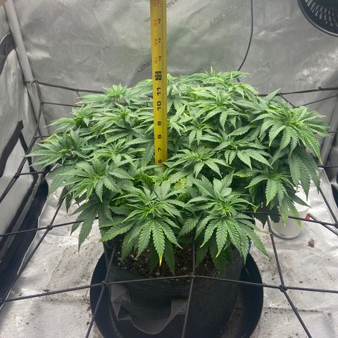 Gush Mintz growlog photo: -6:10pm