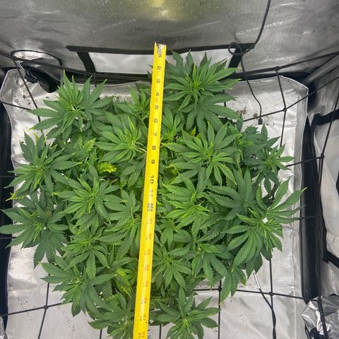 Gush Mintz growlog photo: -6:10pm