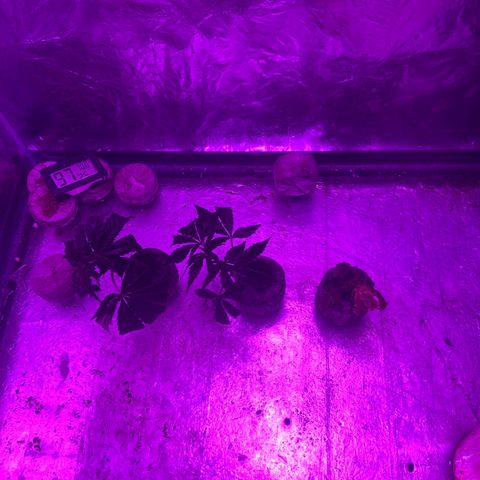 Gush Mintz Clone #1 growlog photo: -10:15pm