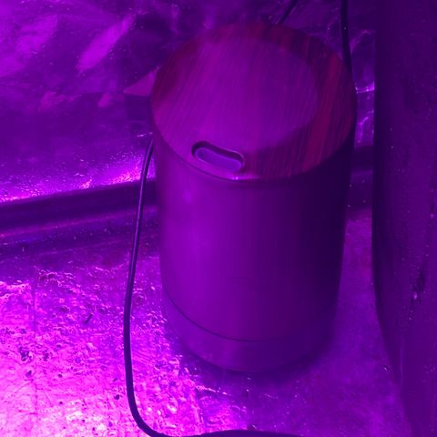 Gush Mintz Clone #1 growlog timeline photo