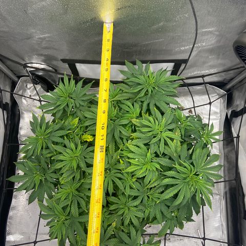 Gush Mintz growlog photo: -9:58