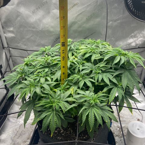 Gush Mintz growlog photo: -9:58pm