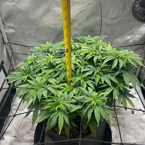 Gush Mintz growlog photo: -5:31pm