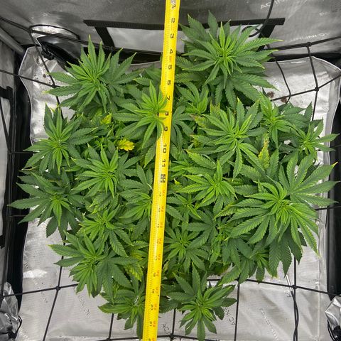 Gush Mintz growlog photo: -5:32pm