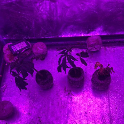 Gush Mintz Clone #1 growlog photo: -6:20pm