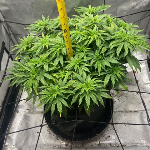 Gush Mintz growlog photo: -5:33pm
