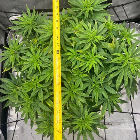Gush Mintz growlog photo: -5:33pm