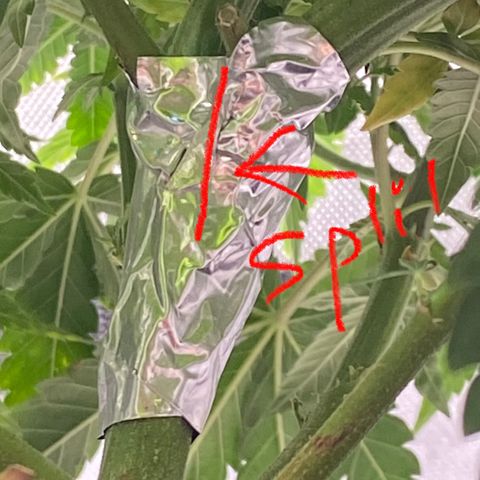 Gush Mintz growlog timeline photo
