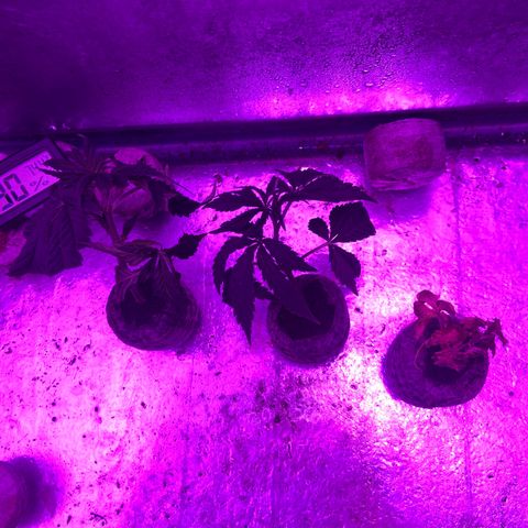 Gush Mintz Clone #1 growlog photo: Temp - 74.4
RH - 90%
11&12 doing really well
5 pretty much dead
-10:24pm