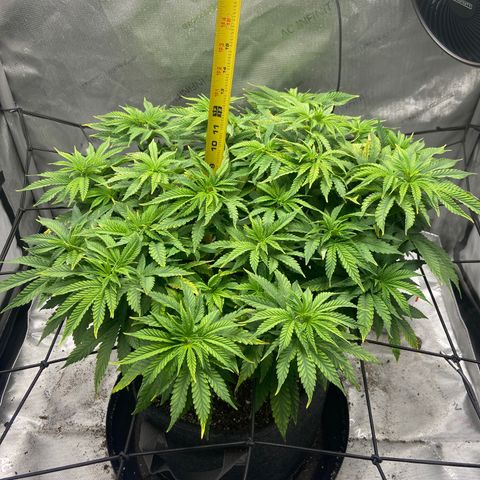 Gush Mintz growlog timeline photo
