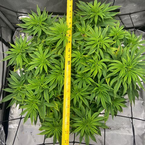 Gush Mintz growlog photo: -6:57pm