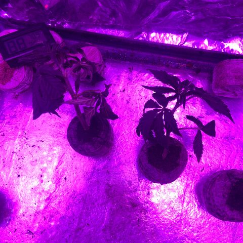 Gush Mintz Clone #1 growlog timeline photo