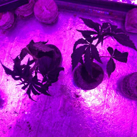 Gush Mintz Clone #1 growlog photo: -10:22pm