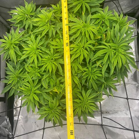 Gush Mintz growlog photo: -6:07pm