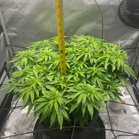 Gush Mintz growlog photo: -6:07pm