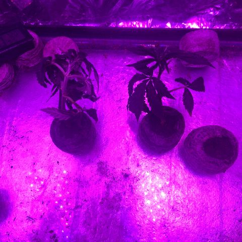Gush Mintz Clone #1 growlog photo: -7:51pm