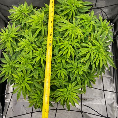 Gush Mintz growlog photo: -4:46pm