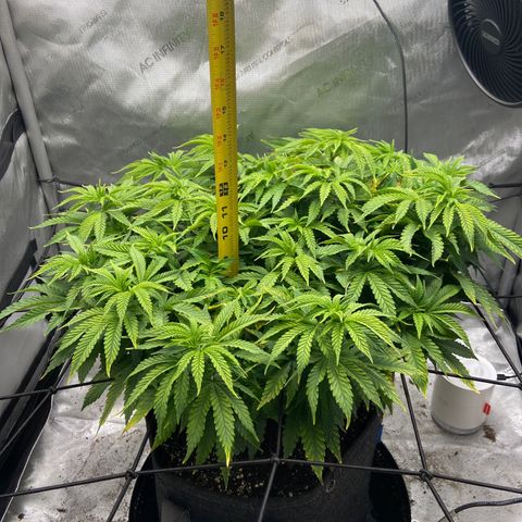 Gush Mintz growlog timeline photo