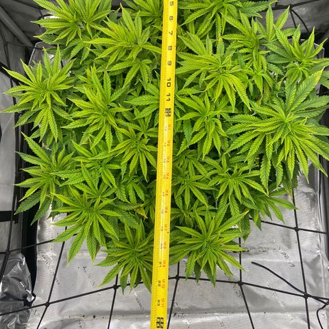 Gush Mintz growlog timeline photo