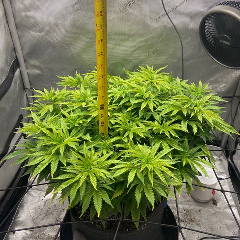 Gush Mintz growlog timeline photo