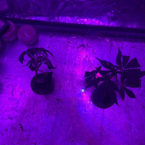 Gush Mintz Clone #1 growlog photo: -8:00pm