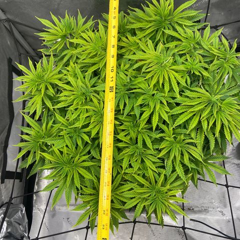 Gush Mintz growlog photo: -6:40pm