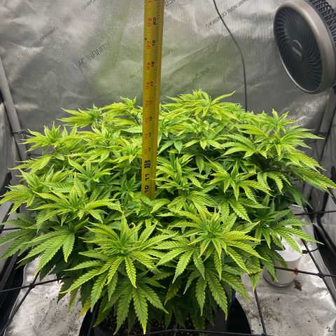 Gush Mintz growlog photo: -6:40pm