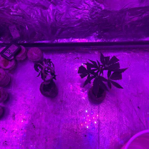 Gush Mintz Clone #1 growlog photo: -8:00pm