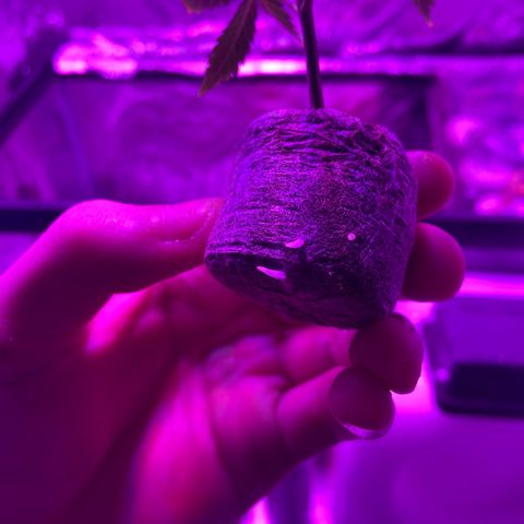 Gush Mintz Clone #1 growlog photo: -8:01pm