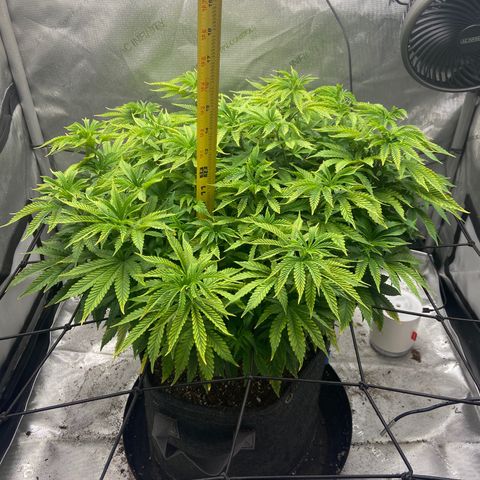 Gush Mintz growlog photo: -7:30pm