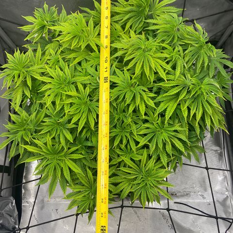 Gush Mintz growlog photo: -7:30pm