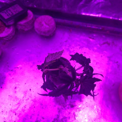 Gush Mintz Clone #1 growlog photo: -8:03pm