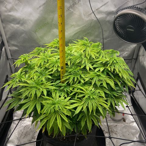 Gush Mintz growlog photo: -7:44pm