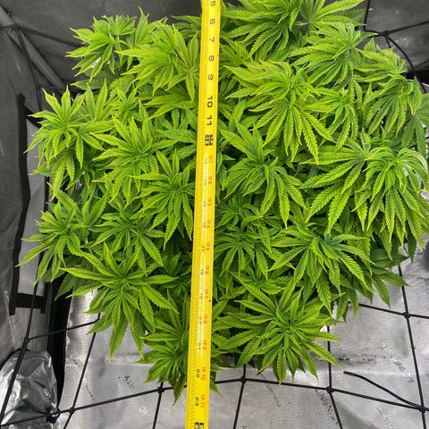 Gush Mintz growlog photo: -7:45pm