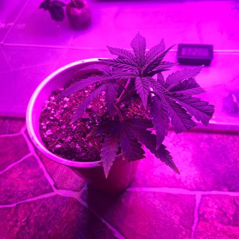 Gush Mintz Clone #2 growlog photo: -8:08pm