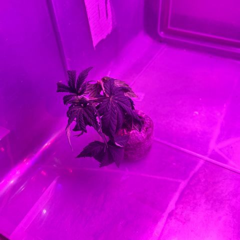 Gush Mintz Clone #1 growlog photo: -8:10pm