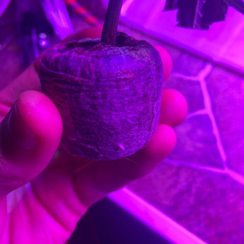 Gush Mintz Clone #1 growlog timeline photo
