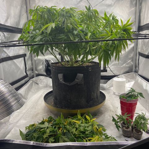 Gush Mintz growlog photo: -5:53pm