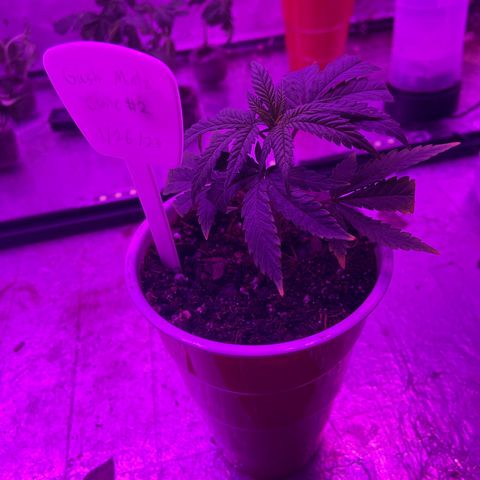 Gush Mintz Clone #2 growlog photo: -7:16pm